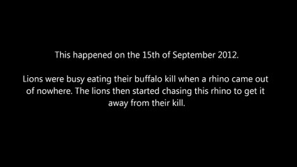 Battle At Kruger - Lions VS Rhino Over a Buffalo - Latest Sightings