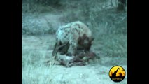Leopard Steals Impala Kill From 2 Hyenas - Latest Wildlife Sightings