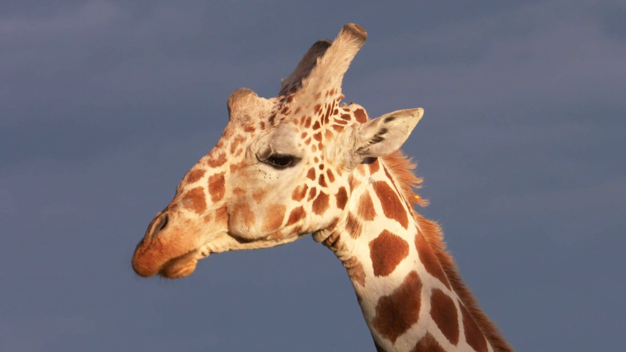 Giraffen in Ol Pejeta