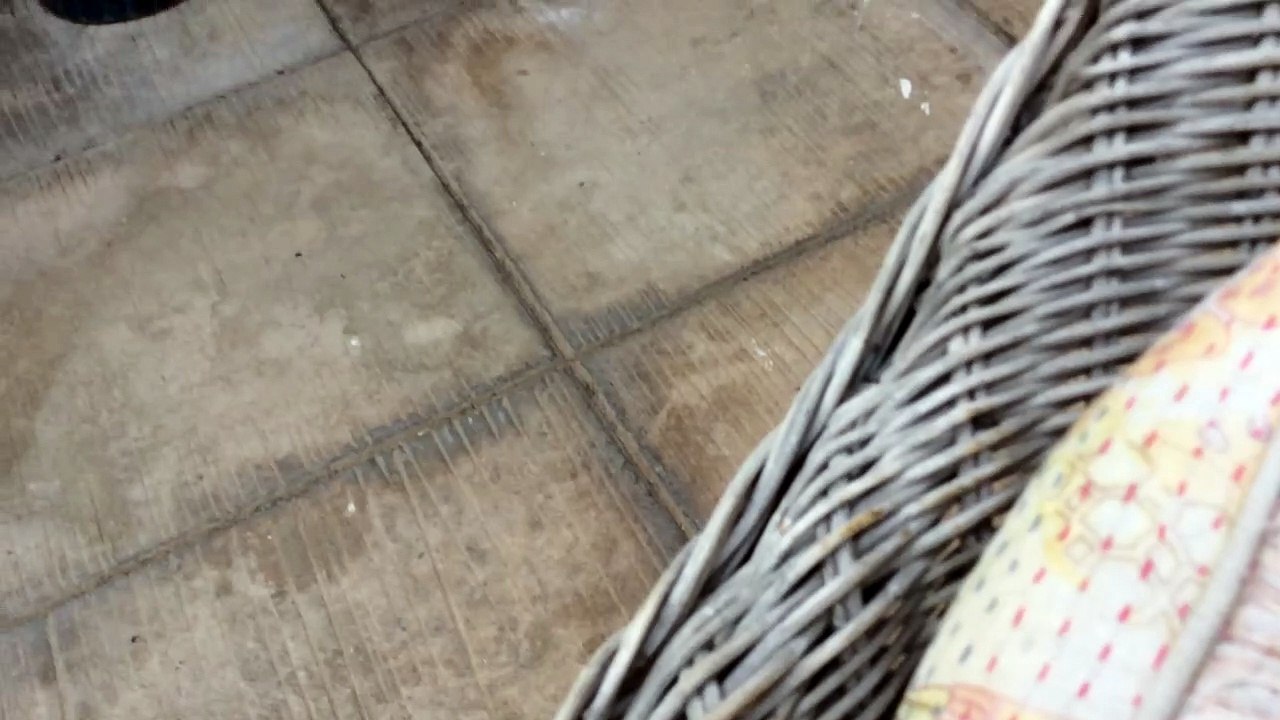 Kitten playing outside!!!