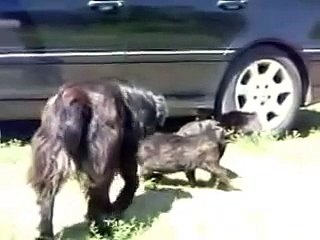 Ютуб Смешные животные дают урок людям