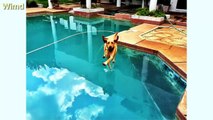 25 Perfect time photos of dogs | Funny dog pics 2016 | right oops pics