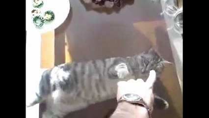 Смешные коты со стеклом. Подборка