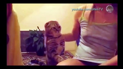 Самые смешные коты в мире _2 ангелы и бесы