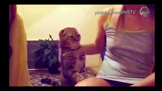 Самые смешные коты в мире _2 ангелы и бесы