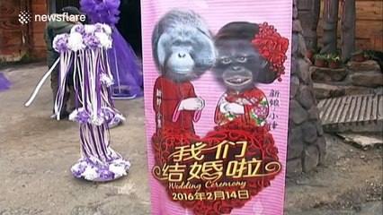 Wedding for two orangutans in zoo on Valentine's Day