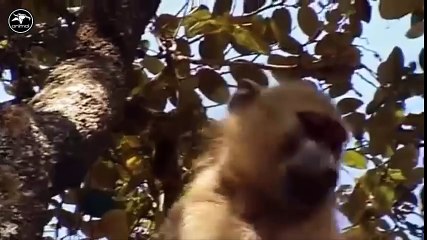 LION vs BABOON REAL FIGHT - LION ATTACK BABOON EXCLUSIVE 2016