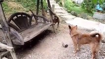---Dog vs Monkey Fight,Dog vs Monkey Real Fight