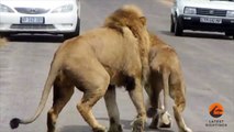 Lions Mating in the Road - Latest Wildlife Sightings