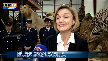 Download Video: Animaux empaillés : les douanes tirent la sonnette d’alarme