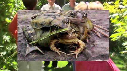 10 Шокирующих Мутаций Животных