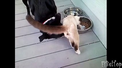 Смешное видео про котов