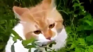 Нарезка разнообразных видео приколов с кошками и котами