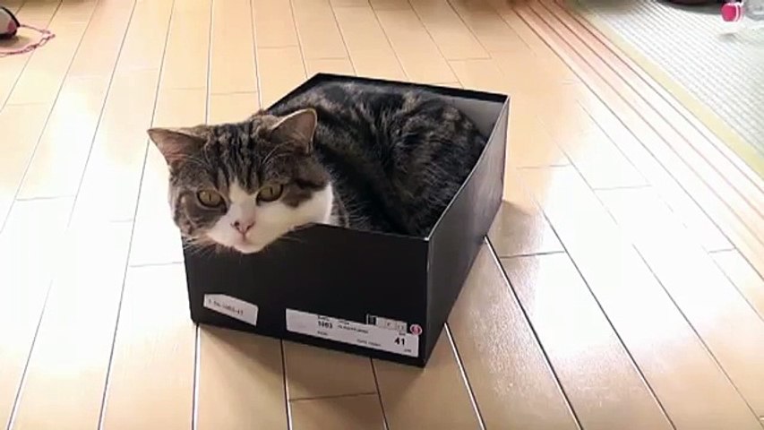 Приколы с котом Мару_Cat Maru