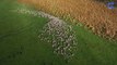 Un troupeau de milliers de moutons filmé par un drone : hypnotisant et époustouflant!