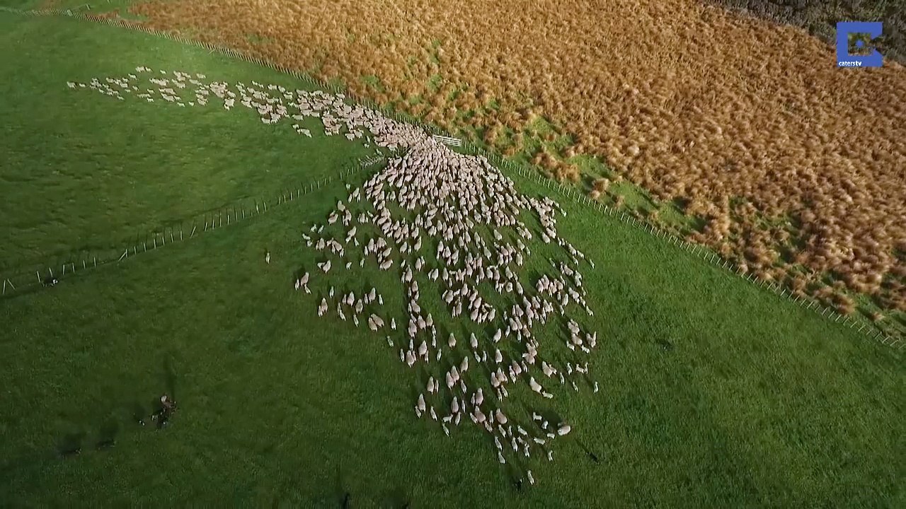 Un troupeau de milliers de moutons filmé par un drone : hypnotisant et époustouflant!