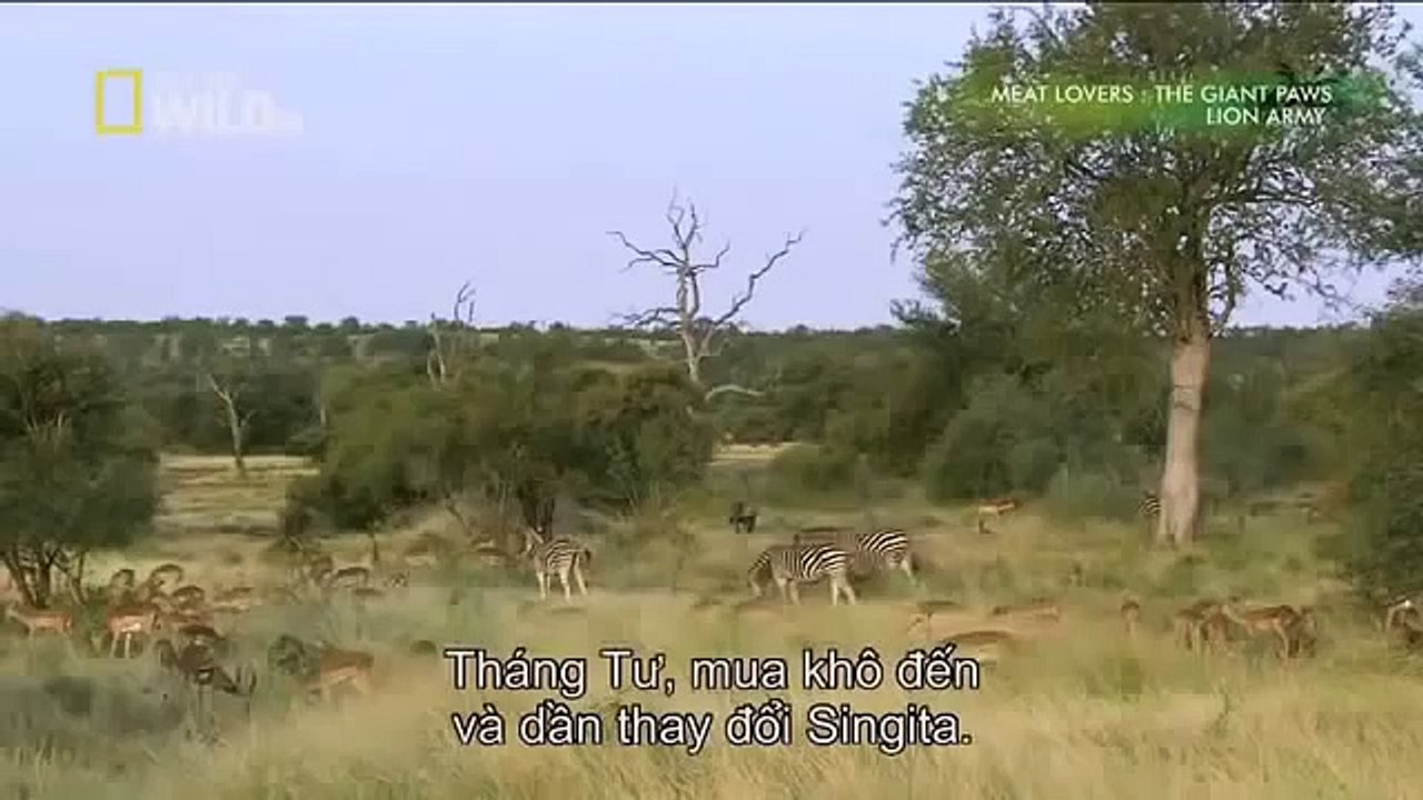 Lion Battle zone full documentary wildlife animals 2014 HD