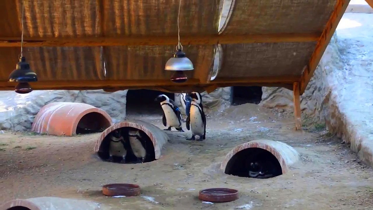FLYING PENGUINS AT TBILISI ZOO - ЛЕТАЮЩИЕ ПИНГВИНЫ В ТБИЛИССКОМ ЗООПАРКЕ