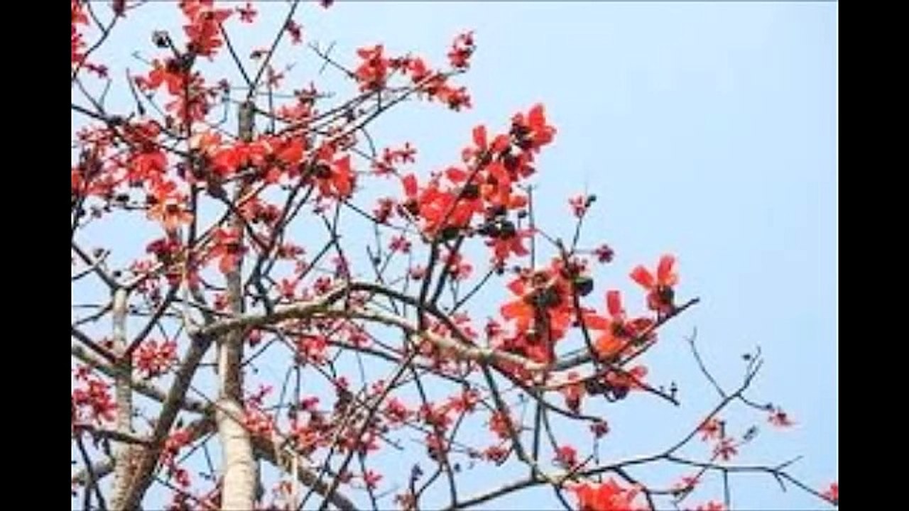 Akash amar bhorlo aloy  Murali nayar
