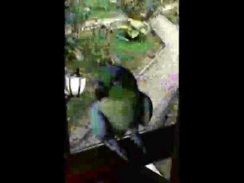 Заразительный смех попугая