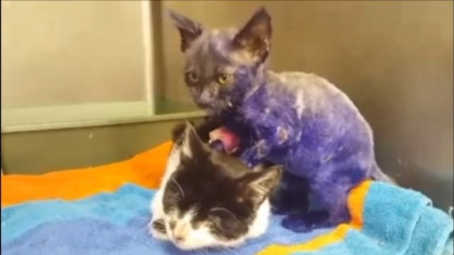 Smurf, le chaton violet qui servait de jouet pour chien reprend des couleurs