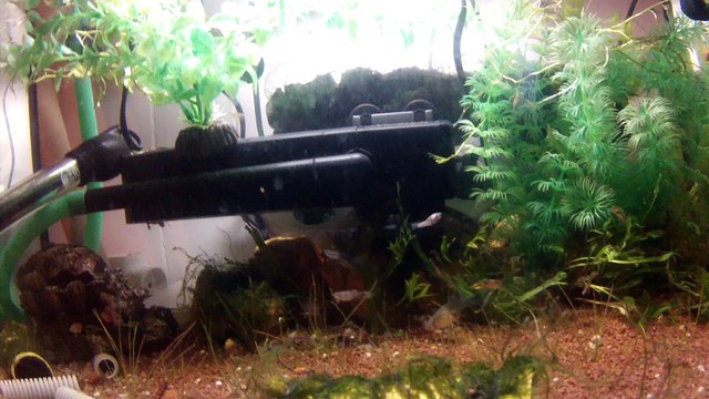 Guppy, alevins, ancistrus, corydoras, bébé molly, et crevette réd cherry