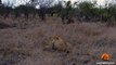 Spotted Hyena Walks Straight Into Male Lion - Latest Wildlife Sightings