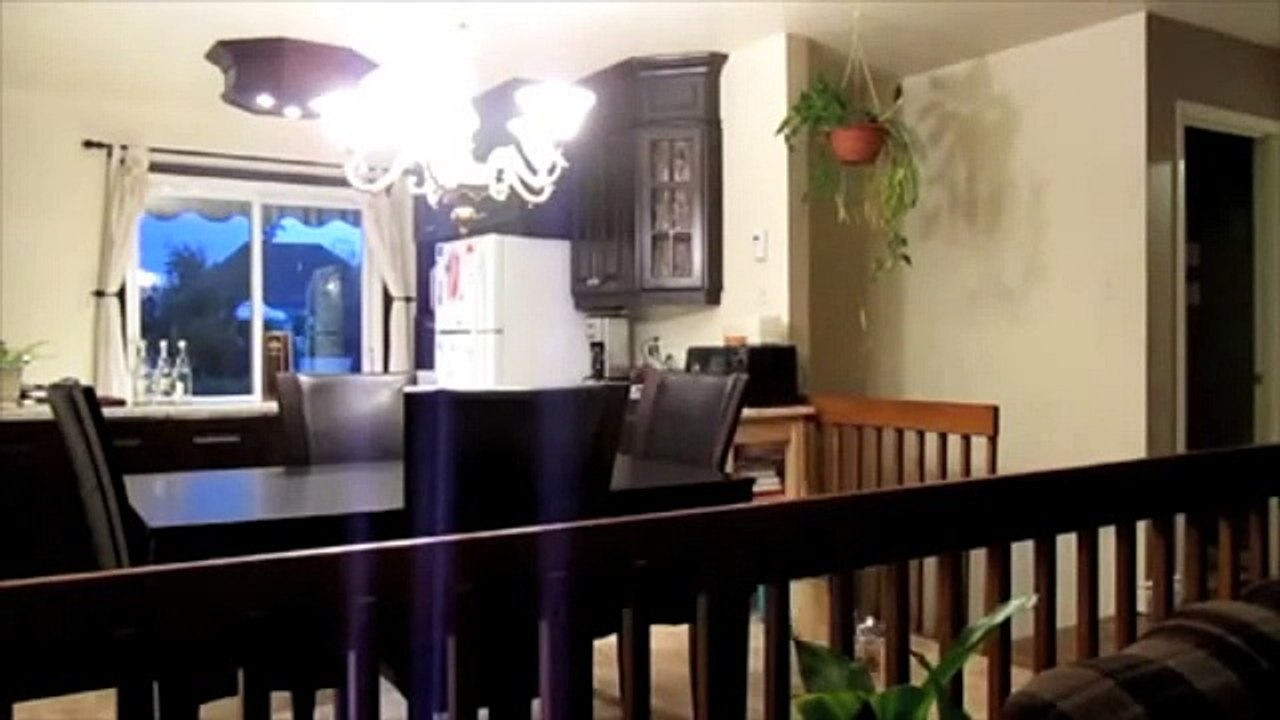 Funny Cat Compilation 2015