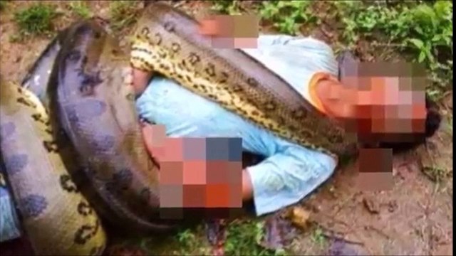 Giant Anaconda Attck - Biggest Snake - Longest Snake - Largest snake - Giant Snake - Sucuri Gigante HD VİDEO