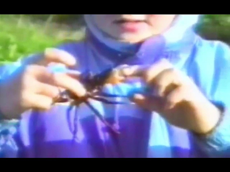 The funniest animals