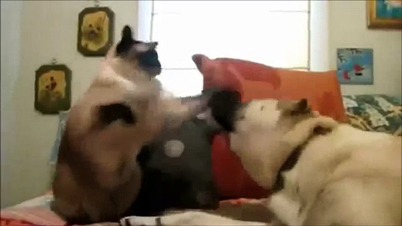 Cats vs Dogs FUNNY Animal Funny Video 2013 FUNNY CAT VIDEOS CLIP