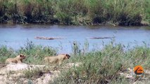 Lions Hunt a Herd of Impalas - Latest Wildlife Sightings
