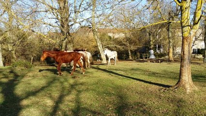 Une nouvelle jument au gîte équestre Le Relais d'En Lanet