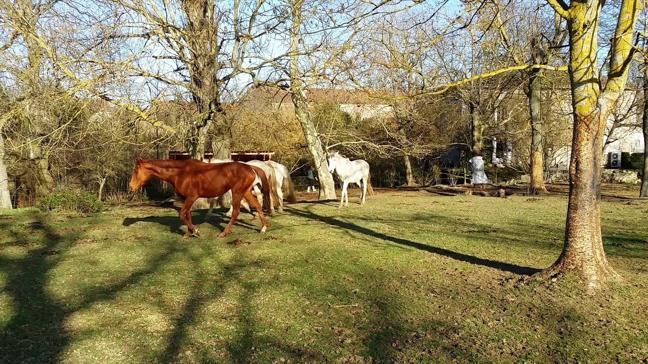 Une nouvelle jument au gîte équestre Le Relais d'En Lanet