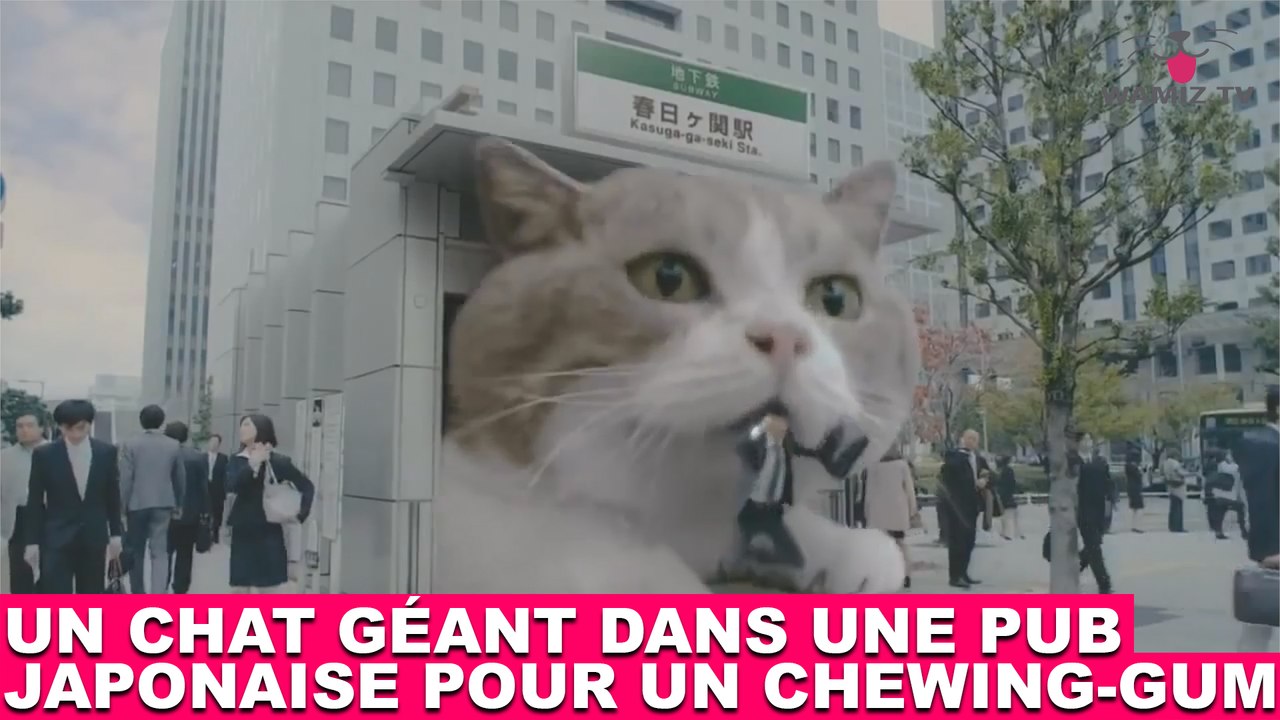 Un chat géant dans une pub japonaise pour un chewing-gum ! À découvrir maintenant dans la minute chat #132