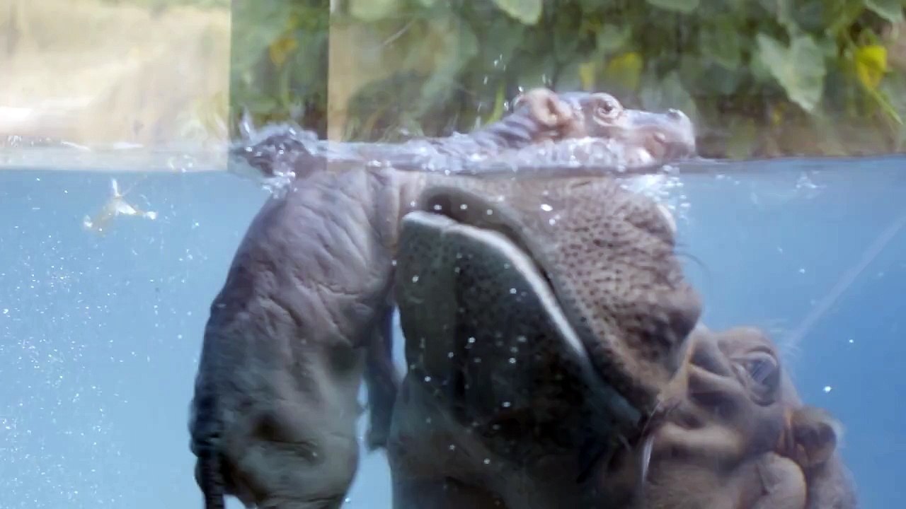 Baby Hippo Makes a Splash at the San Diego Zoo