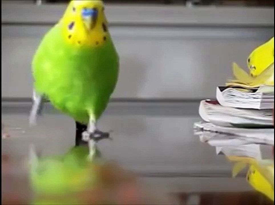 Попугаи смешно бегают!