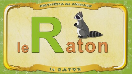 Multipédia des animaux. La lettre R - le Raton