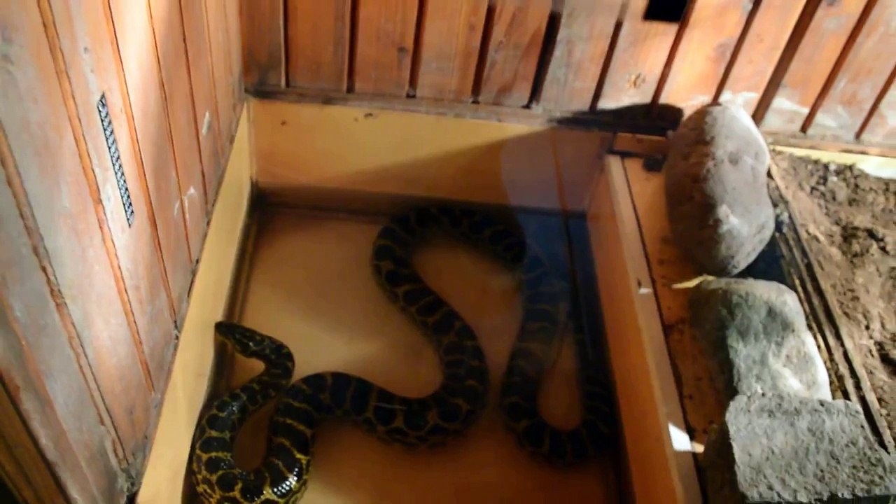 TBILISI ZOO TERRARIUM - ТБИЛИССКИЙ ЗООПАРК ТЕРРАРИУМ (2015)