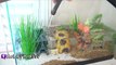 HobbyFish + SpongeBob in NEW TANK! Bikini Bottom Fish Tank by HobbyKidsTV