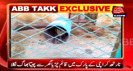 North Karachi: leopard escapes from the zoo