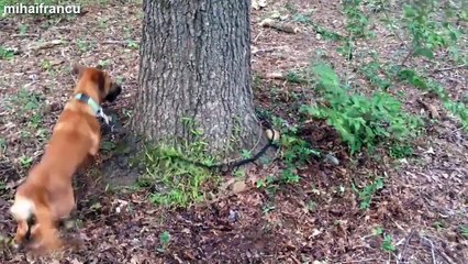 Funny Dogs Chasing Their Own Leash Compilation