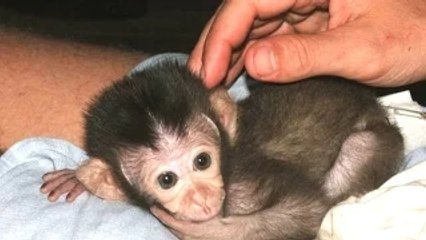 Baby Monkey - A Funny And Cute Baby Monkey Videos Compilation __ NEW HD