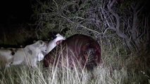 Lion killed by hippo a bloody battle -