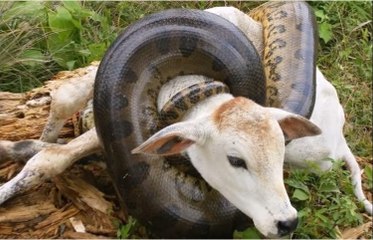Giant Anaconda attacks Cow