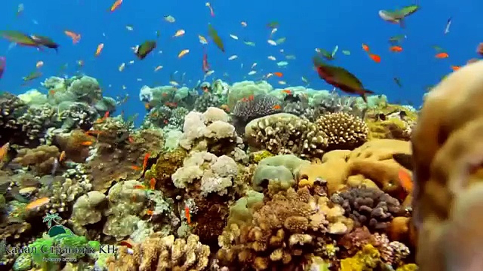 ⁣Чудеса Африки  Подводный курорт Manta Resort  остров Пемба Танзания