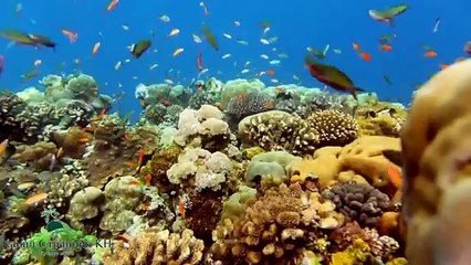 Чудеса Африки  Подводный курорт Manta Resort  остров Пемба Танзания