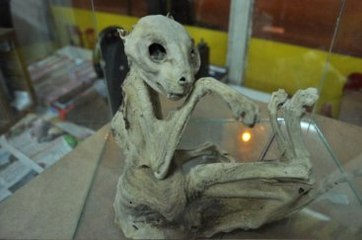 Türü Belirlenemeyen Hayvan İskeleti Dna Analiziyle Teşhis Edilecek