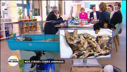 Dossier du Jour : Nos (trop) chers animaux