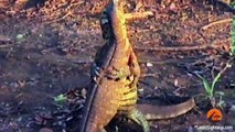 Monitor Lizards Wrestling and Fighting - Latest Wildlife Sightings